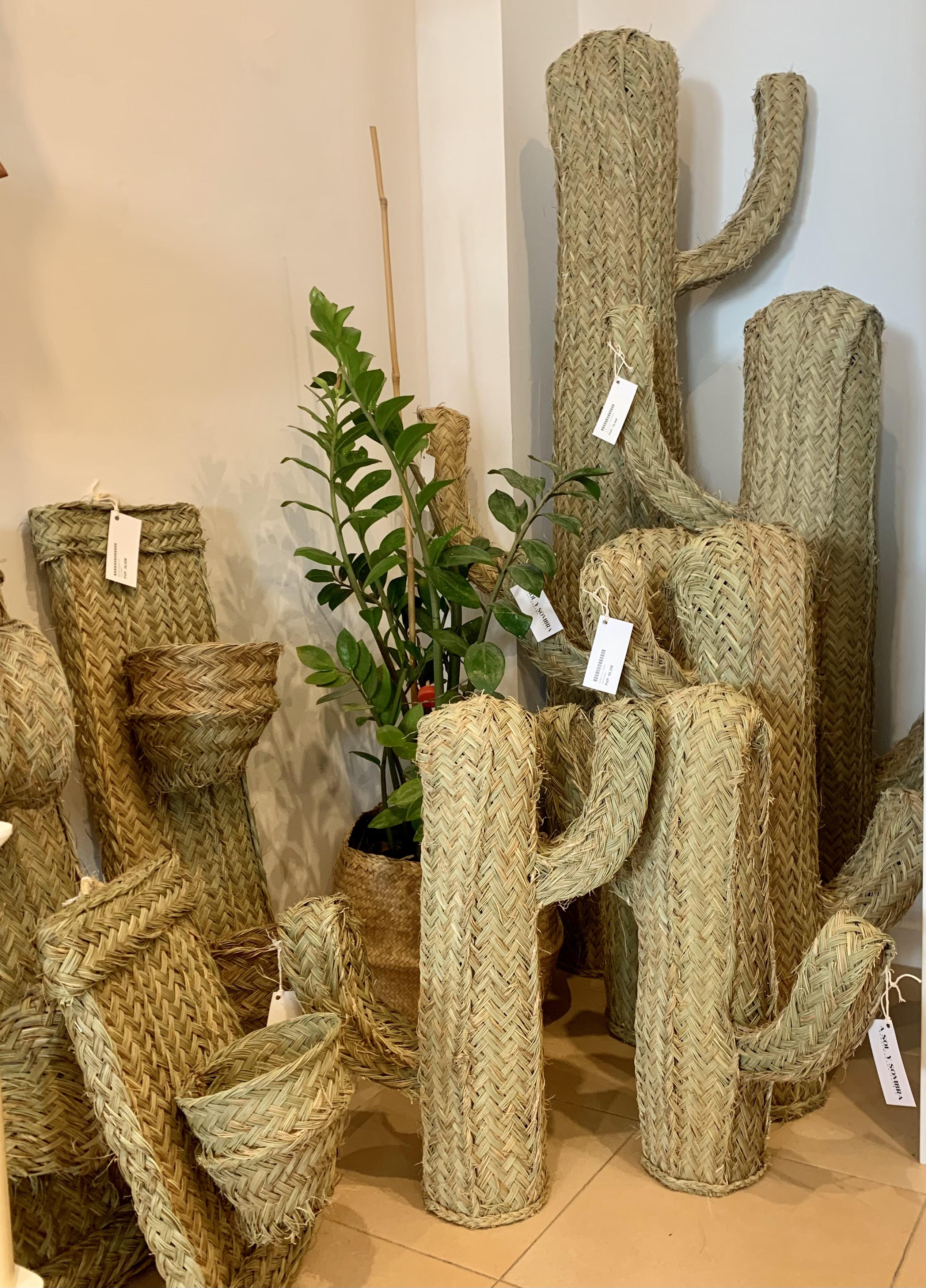 CACTUS ESPARTO SIETE RAMAS